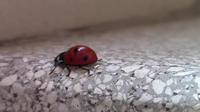 COCCINELLE 70 018