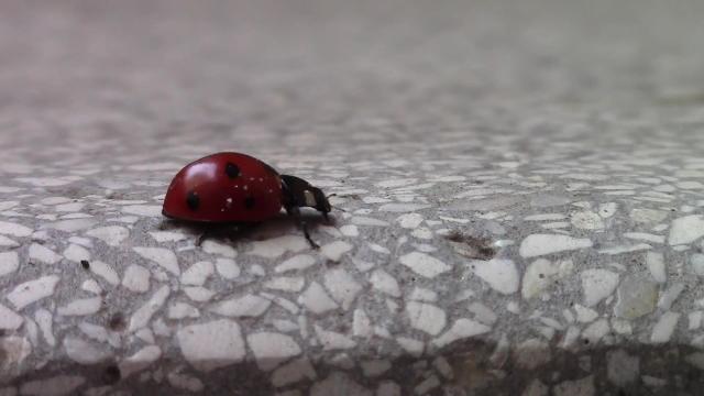 COCCINELLE 70 025